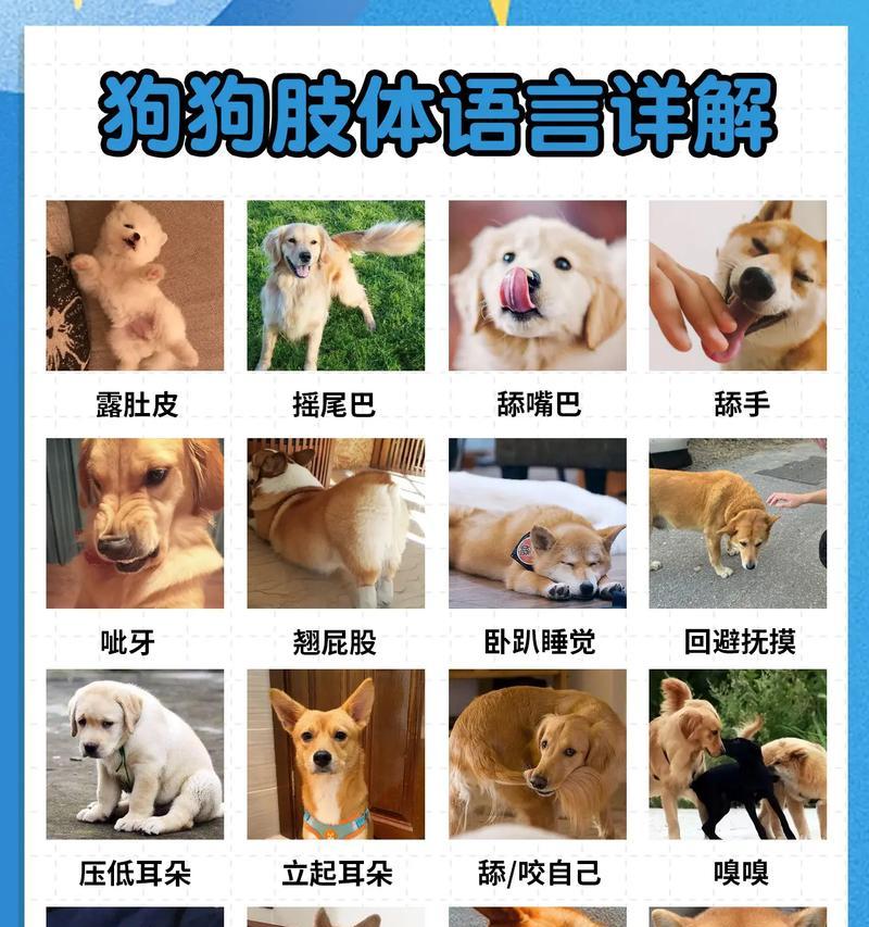 探究狗狗停止生长的时间（了解狗狗成长的规律及影响因素）