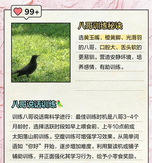 八哥语言发展之谜（揭秘八哥说话背后的奥秘）