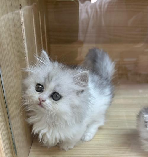 石虎与家猫（探究石虎与家猫的外貌、习性及保护现状）