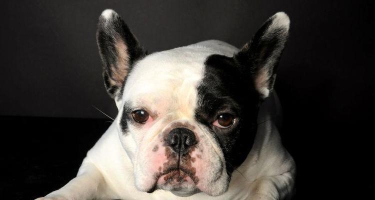 法国斗牛犬的饲养指南（了解价格并正确养护你的法斗）