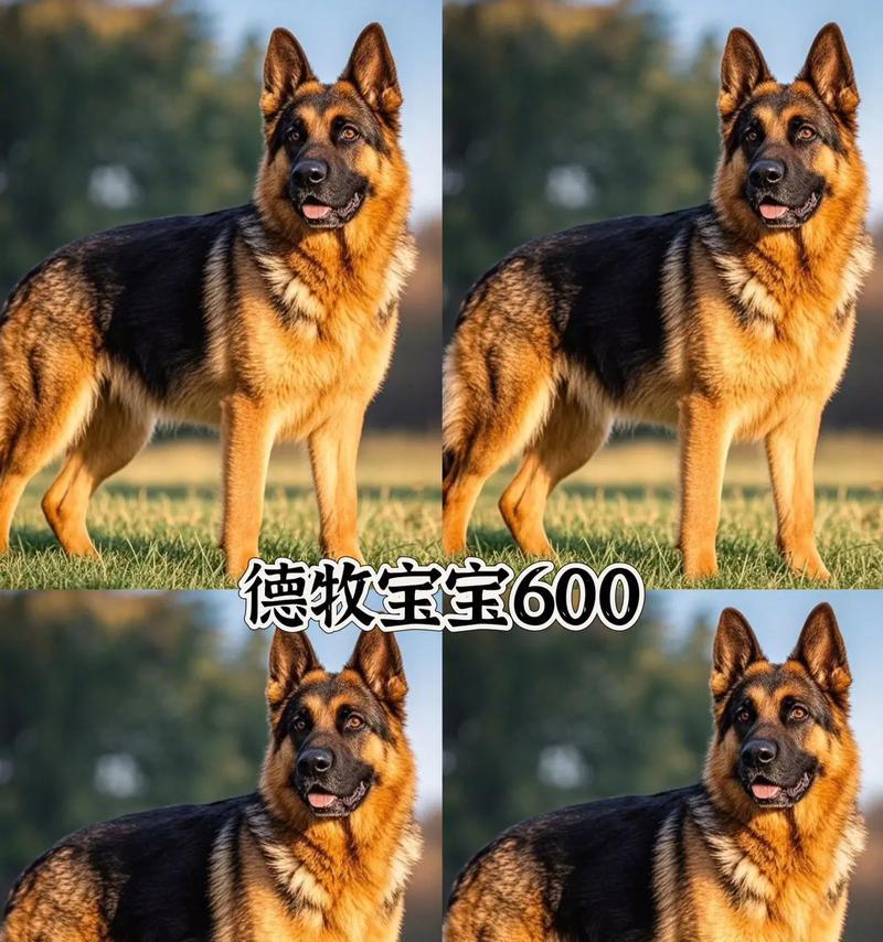 以德牧每天遛多久合适？（德牧遛步时间的重要性及合理安排）