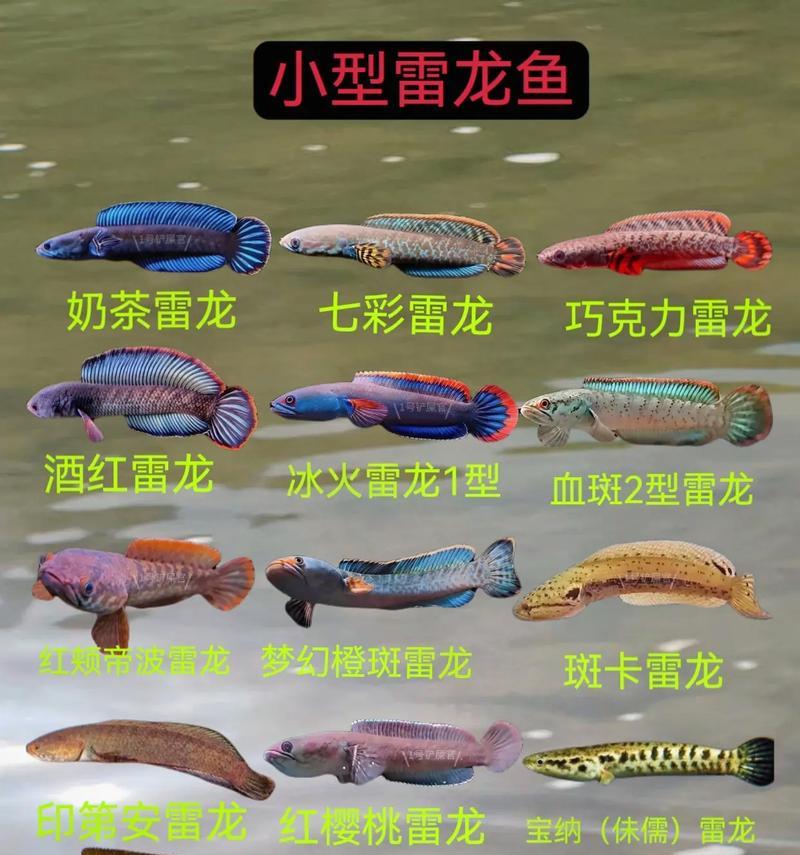 探索宠物龙鱼的多样品种和特点（了解不同品种龙鱼的魅力与养殖需求）