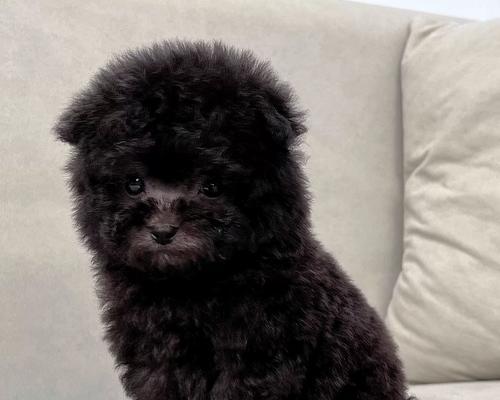 了解贵宾犬——茶杯狗的特点和饲养知识（探寻茶杯狗的迷人魅力与养护技巧）