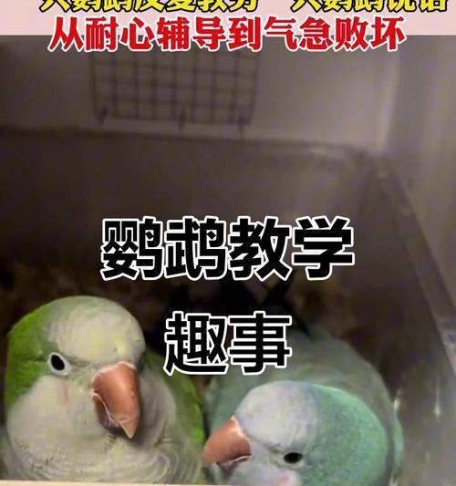 如何以三招驯服小鹦鹉（倾注耐心和爱心，与小鹦鹉建立亲密关系）