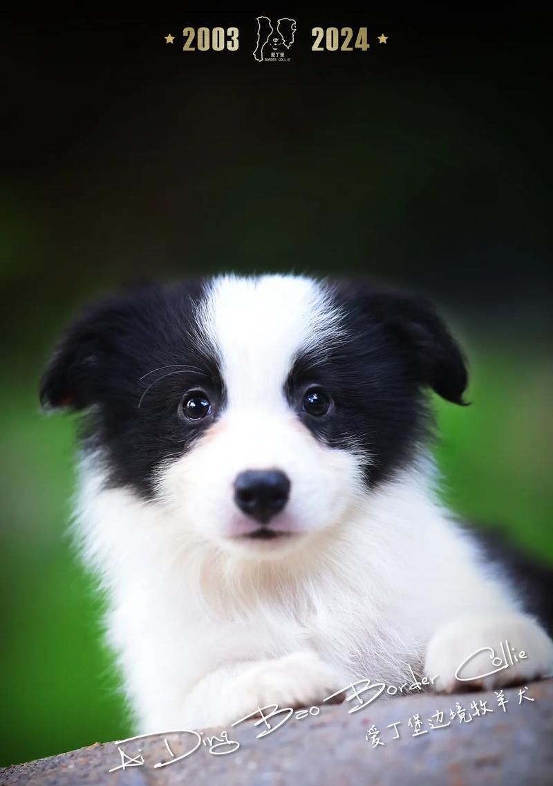 边境牧羊犬价格及适合新手养的原因（边境牧羊犬价格一览，以及为什么适合新手养）