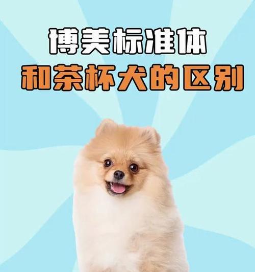 茶杯犬（小巧可爱的茶杯犬，适合作为家庭宠物的选择）