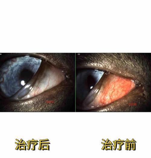 猫咪得了结膜炎怎么办？（了解症状与治疗方法，关爱宠物健康）