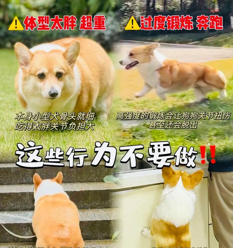 养狗狗的注意事项（提前做好准备，合理安排生活）