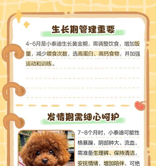 泰迪犬的疫苗注射时间表（探究泰迪犬出生后打疫苗的最佳时间）