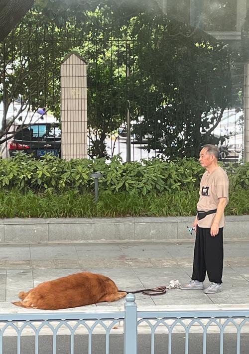 金毛犬的成长之旅（揭秘金毛犬从幼犬到成年的全过程）