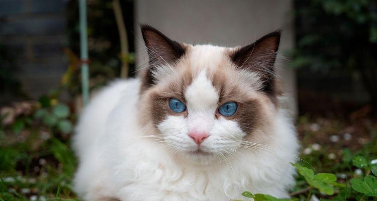 布偶猫的养育成本和特点解析（为什么很多人说养不起布偶猫？布偶猫的特点是什么？）