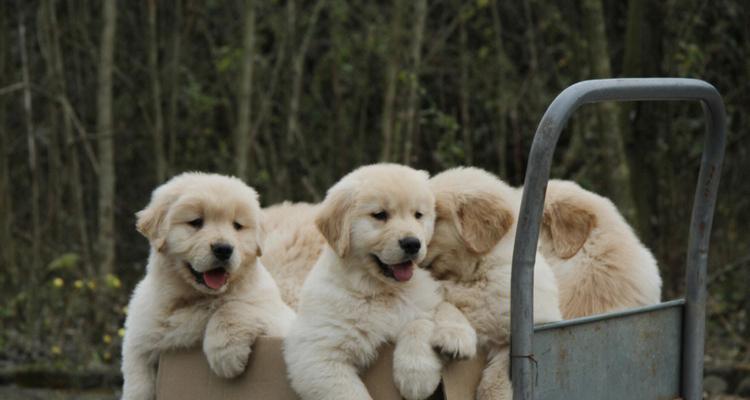 金毛犬的出门时间管理（掌握金毛出门的时机，让它健康快乐）