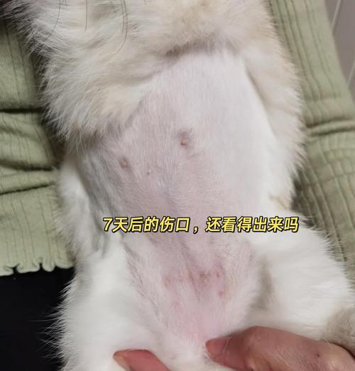猫得了滴虫，你需要了解的15个症状（掌握这些关键信息，提前预防和治疗滴虫感染）