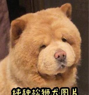 松狮狗狗的合理喂养方法（每天几顿饭最适合松狮狗狗？）