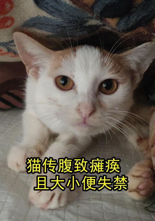 布偶幼猫打针时间表（布偶幼猫接种疫苗的重要性及注意事项）