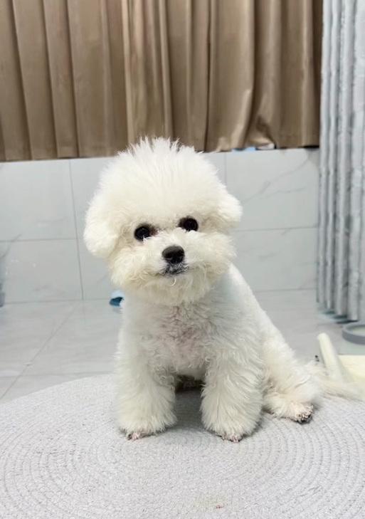 小狗毛剃后能长出来吗？（探究小狗毛剃后的生长周期及影响因素）