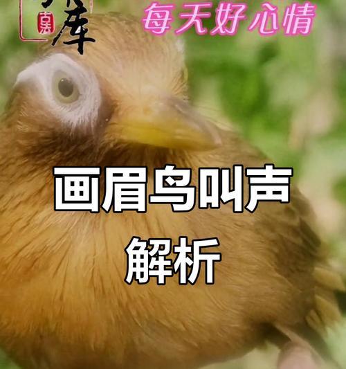 画眉鸟的性成熟周期与行为特征（探究画眉鸟性成熟的时间及性行为差异）