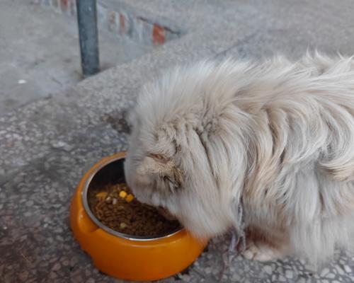 探究两个月大博美犬食用狗粮问题（了解为何狗狗不喜欢吃狗粮及其原因分析）
