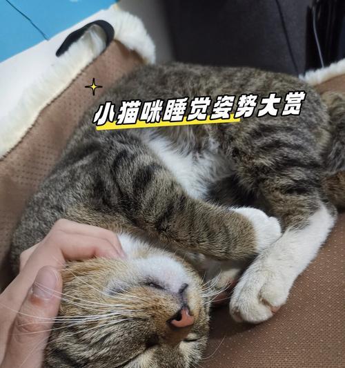 6种让女生“爱不释手”的猫咪，你应该养哪一种？（选择迷茫的女生们，不妨试试这些养宠猫的最佳选择！）
