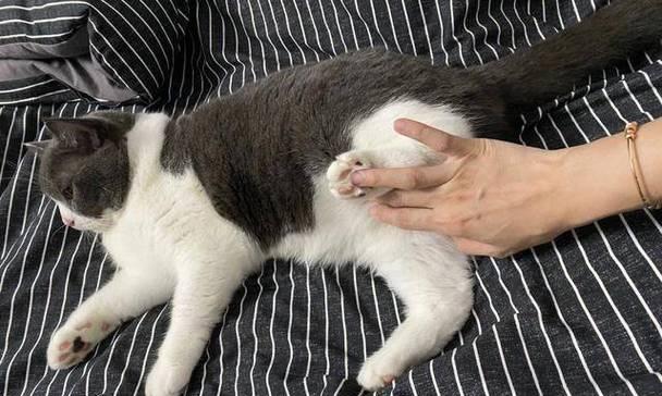 怀孕的猫咪需要注意的事项（关爱你的猫咪，让怀孕变得更加安心）