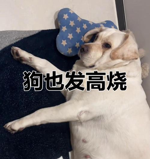 狗狗发烧的原因及预防措施（了解狗狗发烧的常见原因，保护爱宠免受疾病侵害）