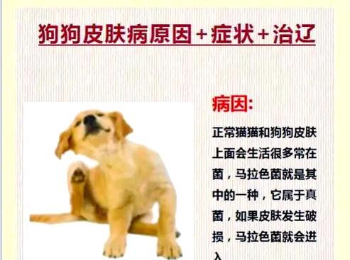 狗狗常见病症状解析（了解狗狗身体异常的表现及应对方法）
