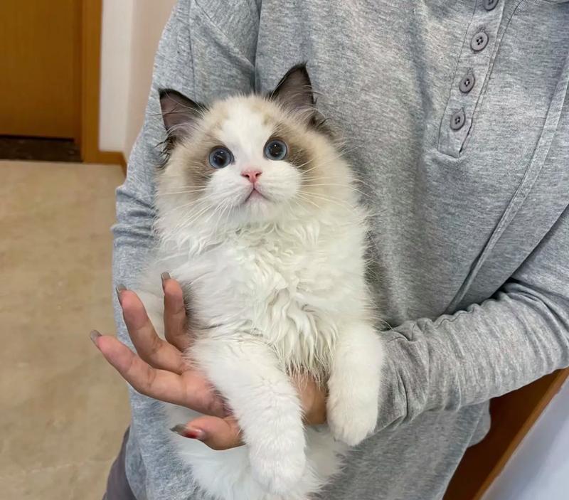 布偶猫的价格与原因（揭秘布偶猫的高昂价值与魅力）