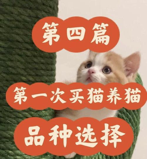英短价格及饲养注意事项（了解英短猫的价格和正确的饲养方法）