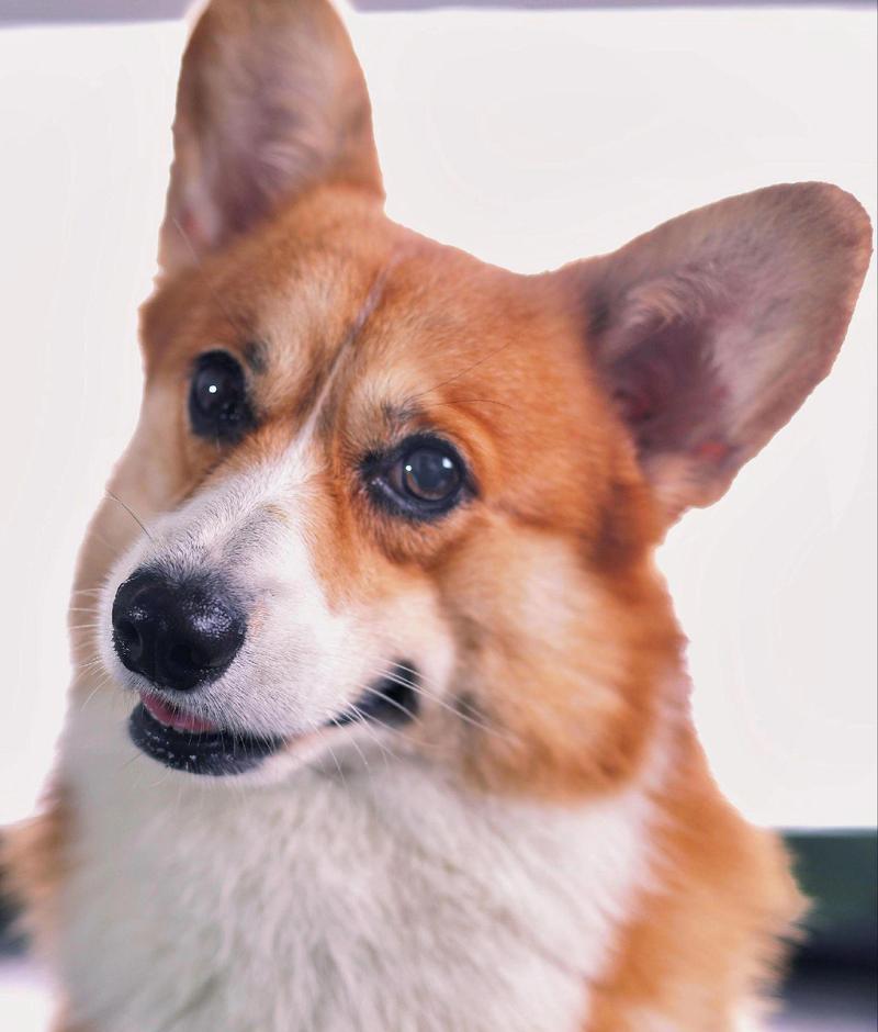 揭秘柯基犬的纯血统与纯度（通过观察5个关键特征揭晓柯基犬的纯度程度）