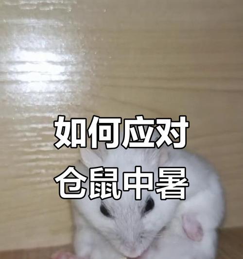 仓鼠生病的症状及预防措施（掌握关键症状，让你的仓鼠健康无忧）