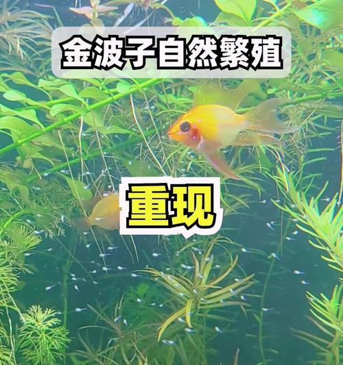 金波子的养殖技巧（掌握金波子养殖方法，打造繁荣鱼塘）