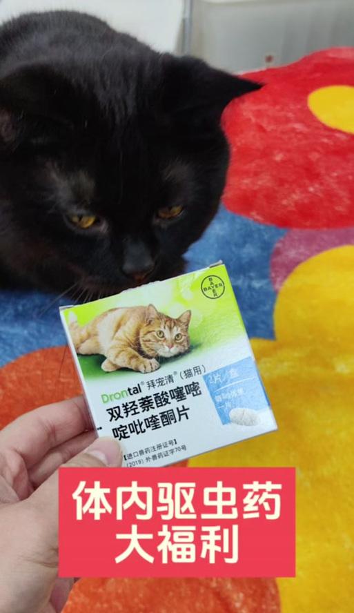 猫咪体内驱虫药的种类和使用方法（了解不同种类的猫咪体内驱虫药，保护宠物健康）