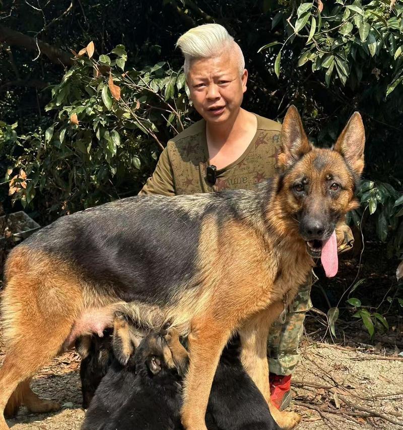 浙江的犬舍（探索浙江的优质犬舍，为你的宠物提供最好的照顾和环境）