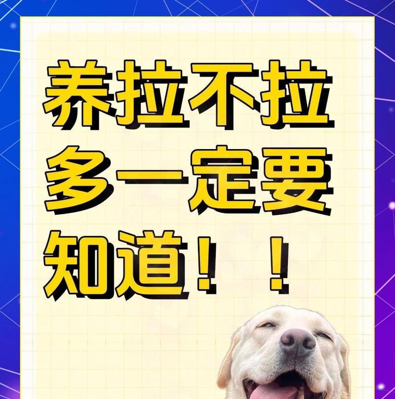 饲养拉布拉多犬的注意事项（拉布拉多犬特征及饲养要点）
