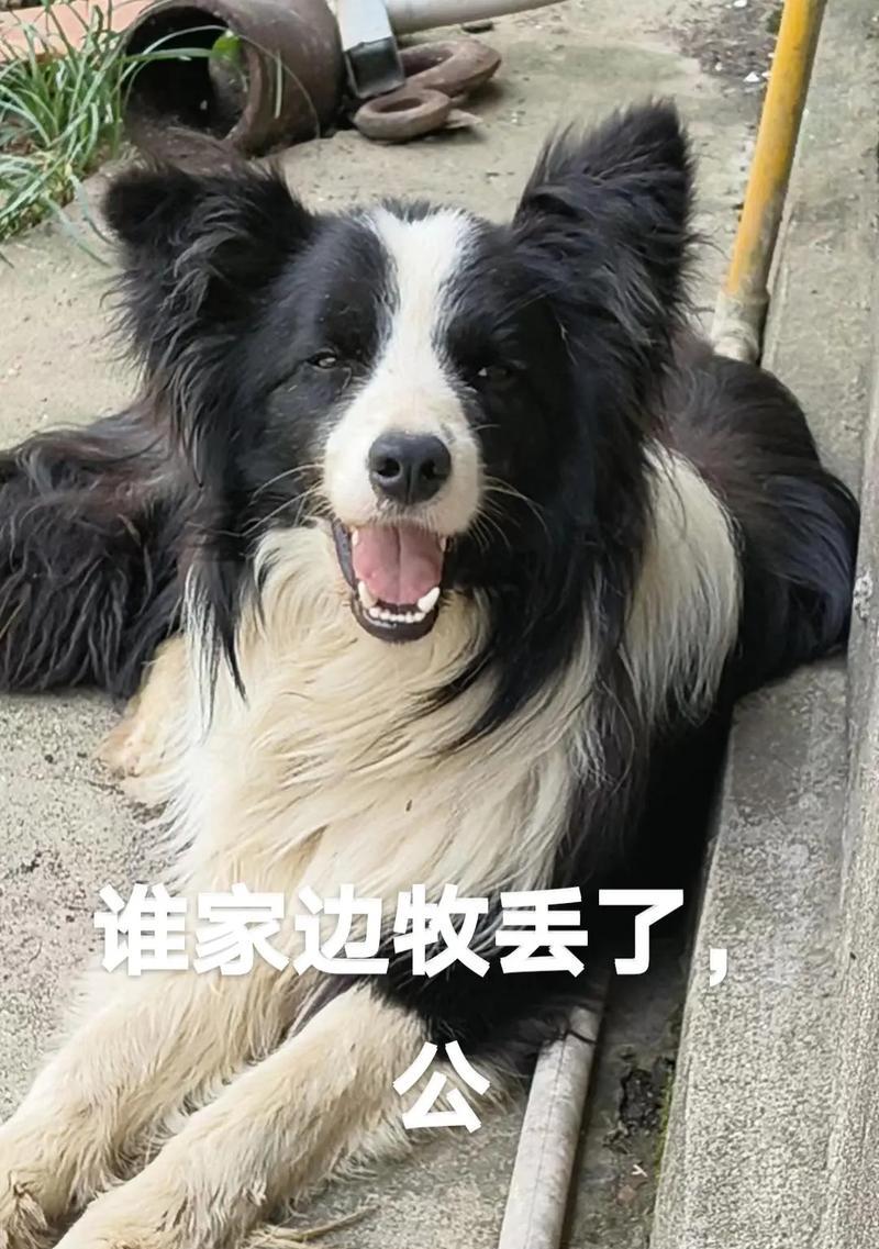 边境牧羊犬的食欲问题（如何处理边境牧羊犬没胃口的情况）