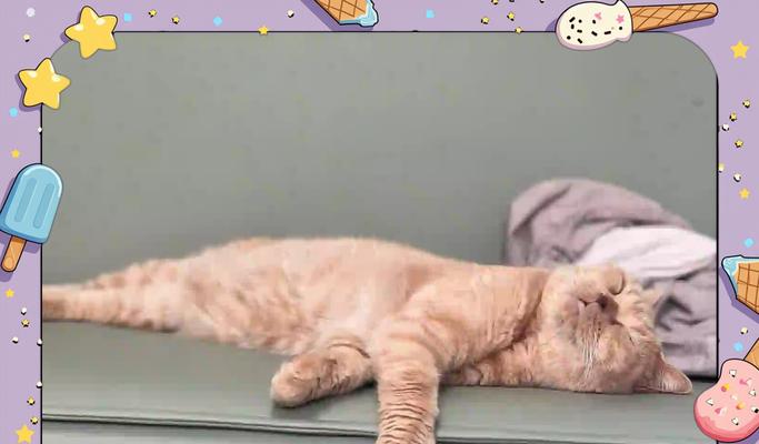 猫为什么一天要睡那么久？（揭秘猫咪的“懒惰”生活习性）