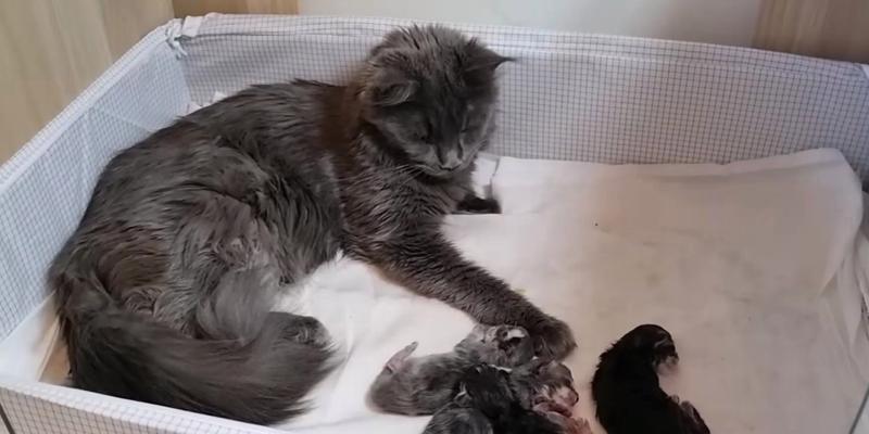 小猫成长的奇妙之旅（探索小猫成长的时间和变化，解析成长的关键因素）