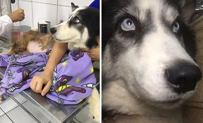 如何处理狗狗中毒情况（学会及时拯救你的爱犬）