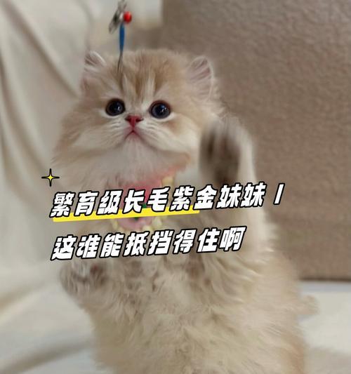 猫咪烫伤后的毛发生长时间及恢复情况（探索猫咪烫伤后毛发生长的时间和影响因素）