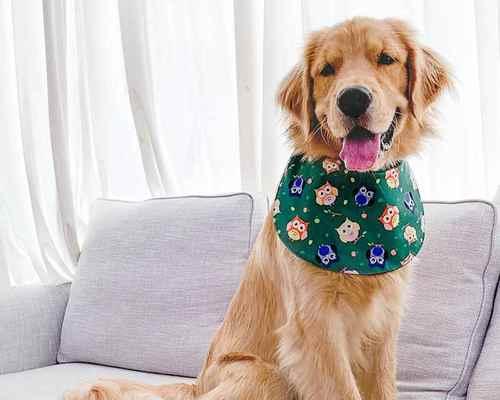 大型犬口水不多的品种（为你介绍几个口水较少的大型犬品种）