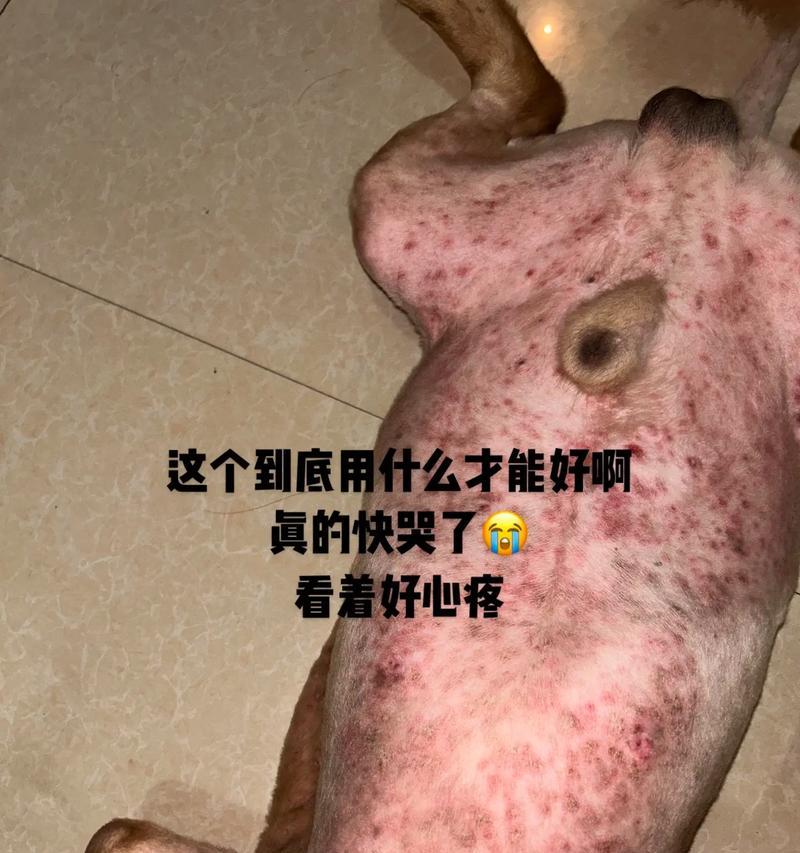 自己动手帮狗狗治愈皮肤病（了解狗狗皮肤病的特点和处理方法）