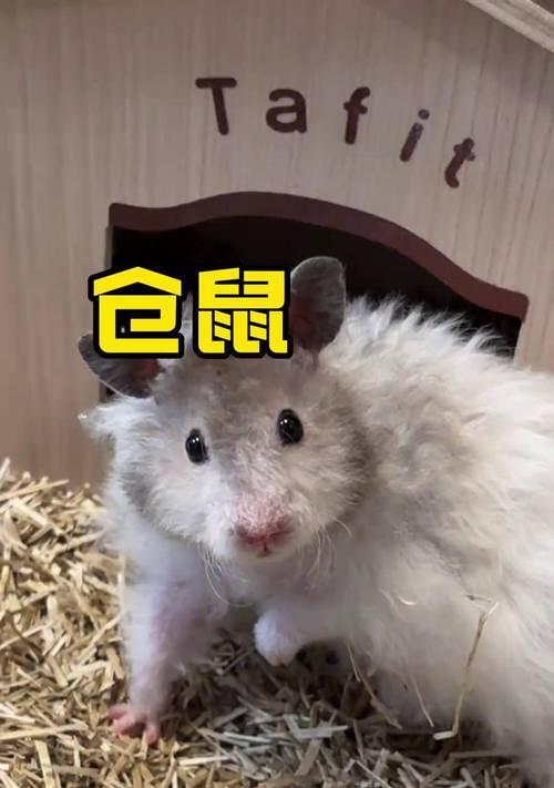 仓鼠的必备用品（为你的仓鼠提供一个舒适的家）