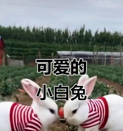 小兔子喂食频率的探究（科学养兔，合理喂养）