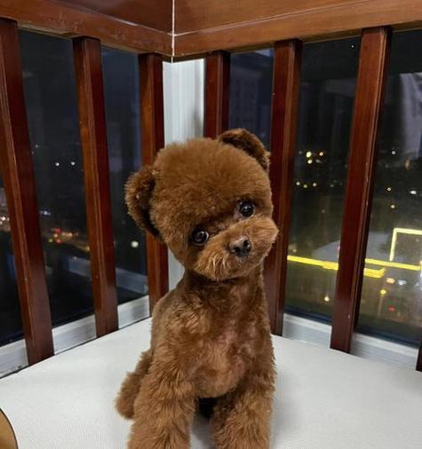 泰迪狗狗的行走之旅（探寻泰迪狗狗成长中的第一步——学会行走）