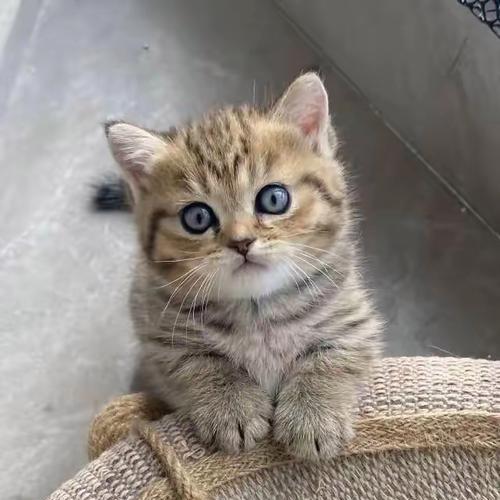 养一只猫的必要条件（养猫需要哪些条件和准备工作）