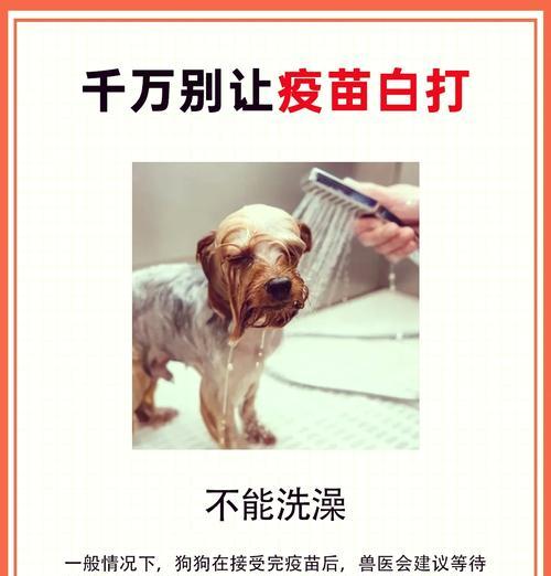 狗狗洗澡（刚生完狗狗，多久才可以给它洗澡？）
