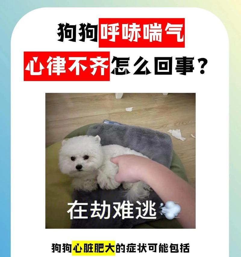 狗狗生前喘气与健康状况的关系（探究狗狗喘气情况对其健康的重要性）
