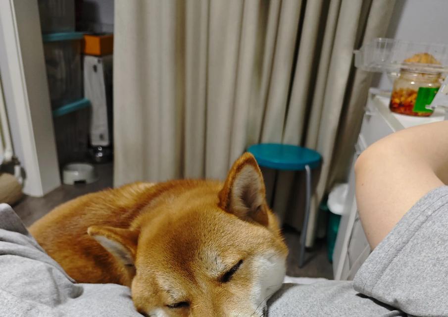 为什么要教会狗狗上床睡觉？（解决狗狗睡眠问题的关键方法）