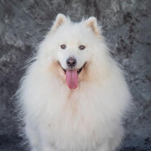 中型犬的温顺品质（探讨中型犬的温顺特点、培养方法和重要性）