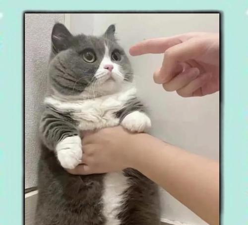 训练猫咪的简单方法（养一只听话、不咬人的小猫咪，只需掌握这一个！）